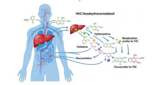 How-To: Minimize the Risk of Failing a Drug Test After Using HHC