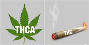 what is the difference between thc and thca